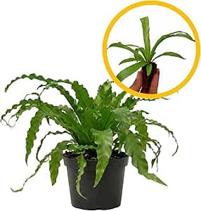ragnaroc Asplenium Antiquum 2-4" (Bird’s Nest Fern) 1ct – Live Plant for Indoor Outdoor Use, Garden & Landscaping – Live Arrival Guaranteed : Patio, Lawn & Garden