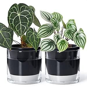 D'vine Dev 6 Inch Design Self Watering Planter for Indoor Plants, Black Terracotta Pot with Cylinder Glass Cup, Set of 2, 37-Y-B-3 : Patio, Lawn & Garden